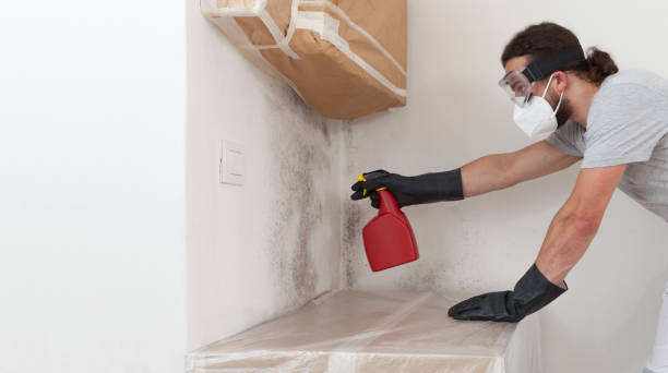 Basement Mold Remediation treatment on basement walls in Brush Prairie