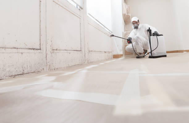 Black mold remediation team in Brush Prairie