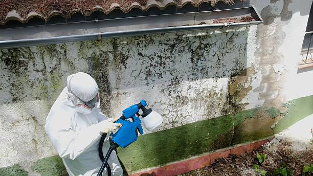 Mold Removal service in Brush Prairie